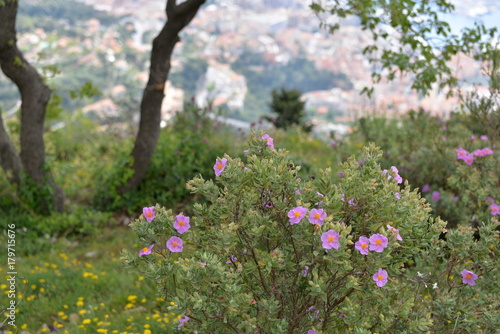 Wallpaper Mural フレンチリヴィエラの海岸線 Torontodigital.ca