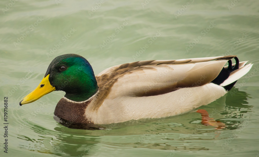 Wild duck close-up Wild duck close-up