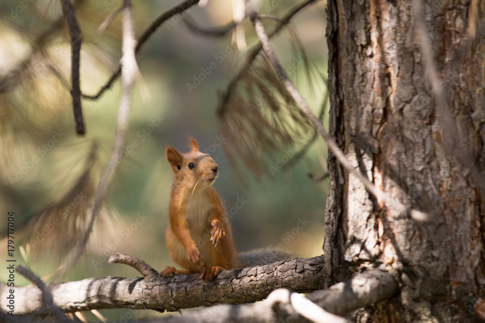 Cute squirrel on tree branch at sunny summer day Cute squirrel on tree branch at sunny summer day