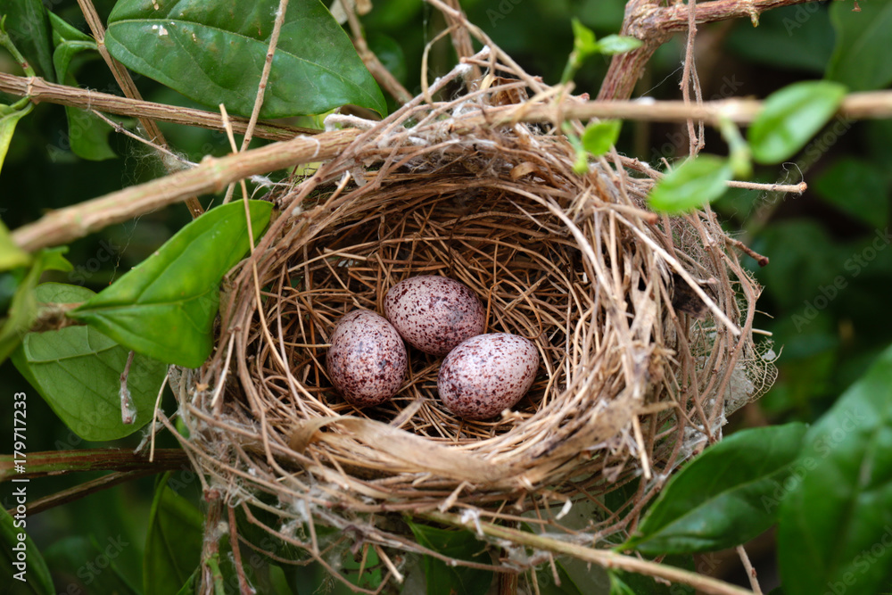 3 bird eggs in bird's nest on the tree Stock Photo
