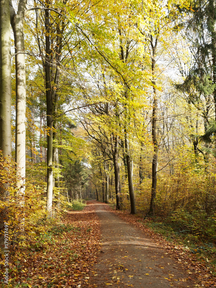 Weg im sonnigen Herbstwald 
