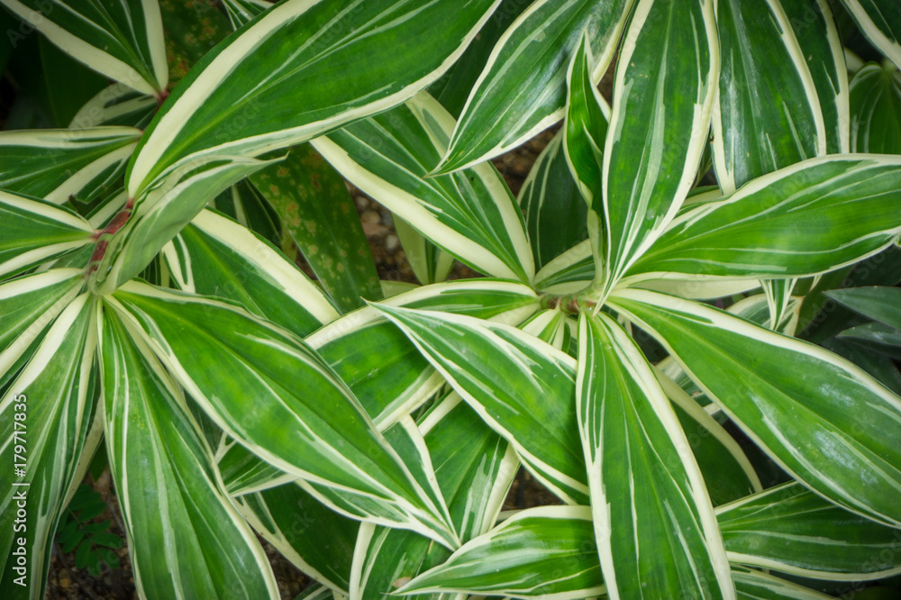 Dark green leaf background Dark green leaf background