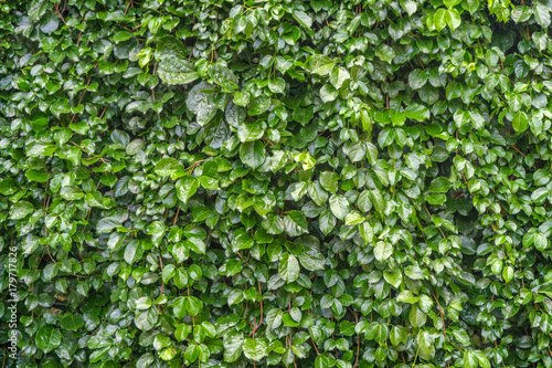 Wallpaper Mural Dark green leaf background Torontodigital.ca