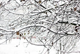 Tree in the snow close-up. Winter and snow. First snow. Beautiful tree. Cold. Frost. White