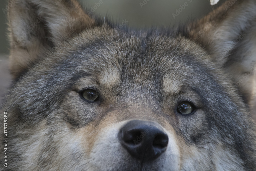 Fototapeta premium European timber wolf close up portrait