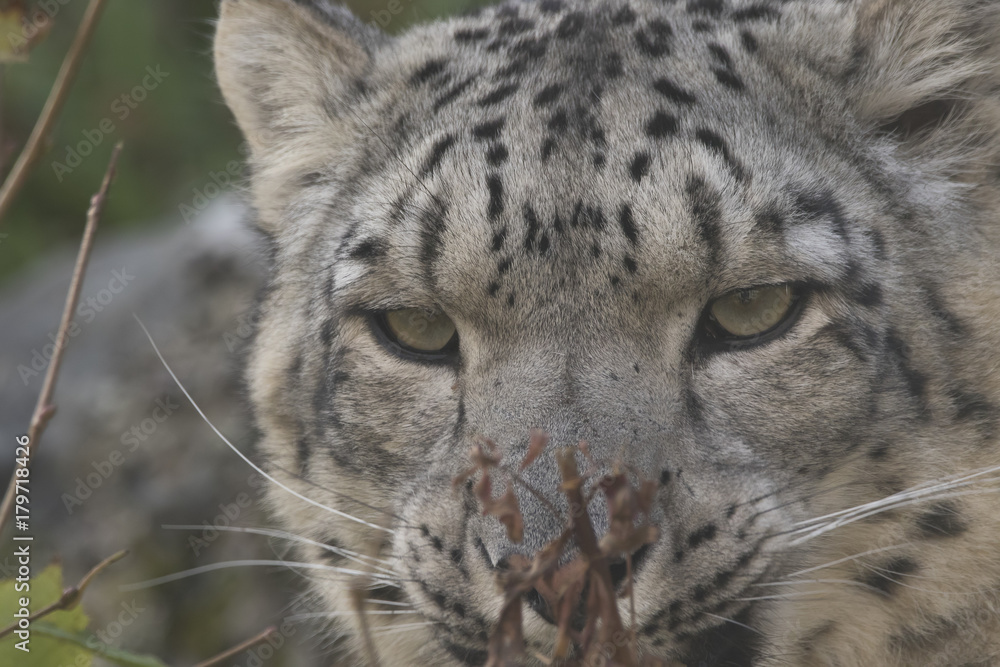 Naklejka premium snow leopard close up portrait of face