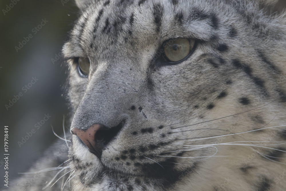 snow leopard close up portrait of face snow leopard close up portrait of face