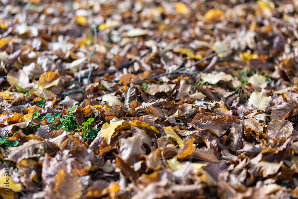 autumn leaf close up view brown fallen from tree autumn leaf close up view brown fallen from tree