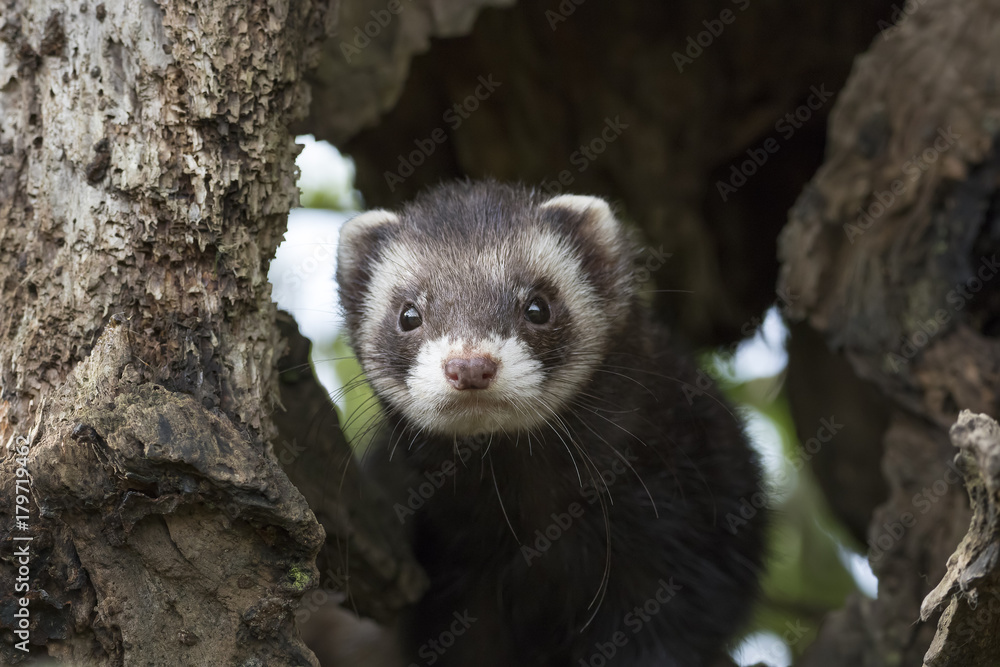polecat close up portrait near log and grass