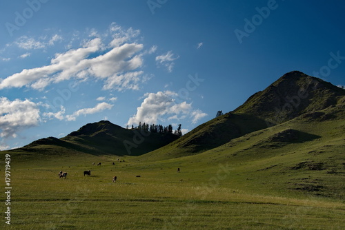 In the steppes of the Altai mountains