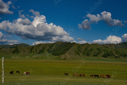 In the steppes of the Altai mountains © Александр Катаржин