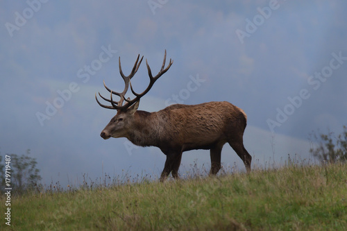 Wallpaper Mural portrait of forest stag during the pairing season Torontodigital.ca