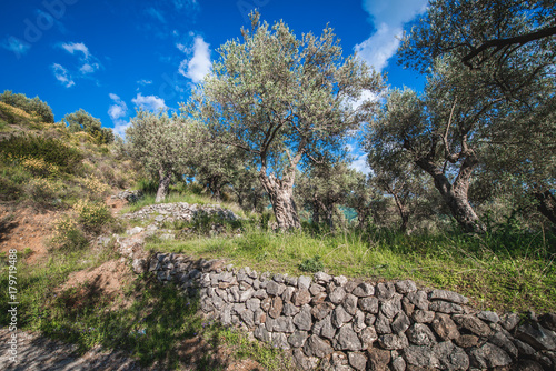 Old olive trees in grove near Bar city in Montenegro