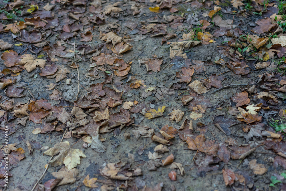 forest dirt road mud with autumn leaf forest dirt road mud with autumn leaf