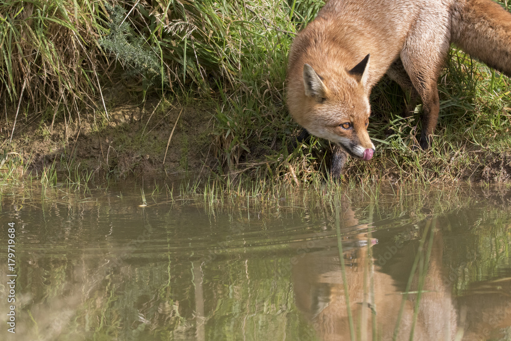 red fox portrait close up and reflection in water red fox portrait close up and reflection in water