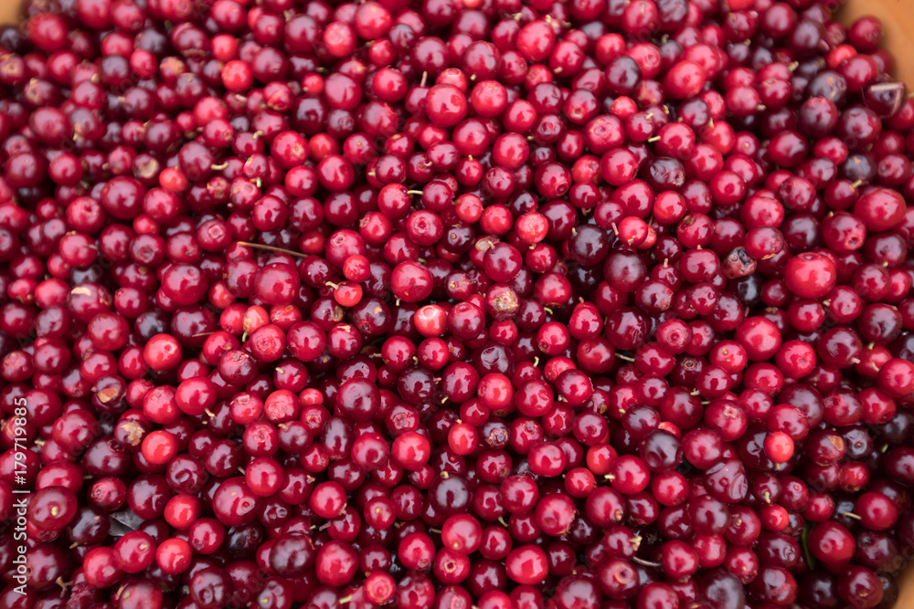 harvest red huckleberry
