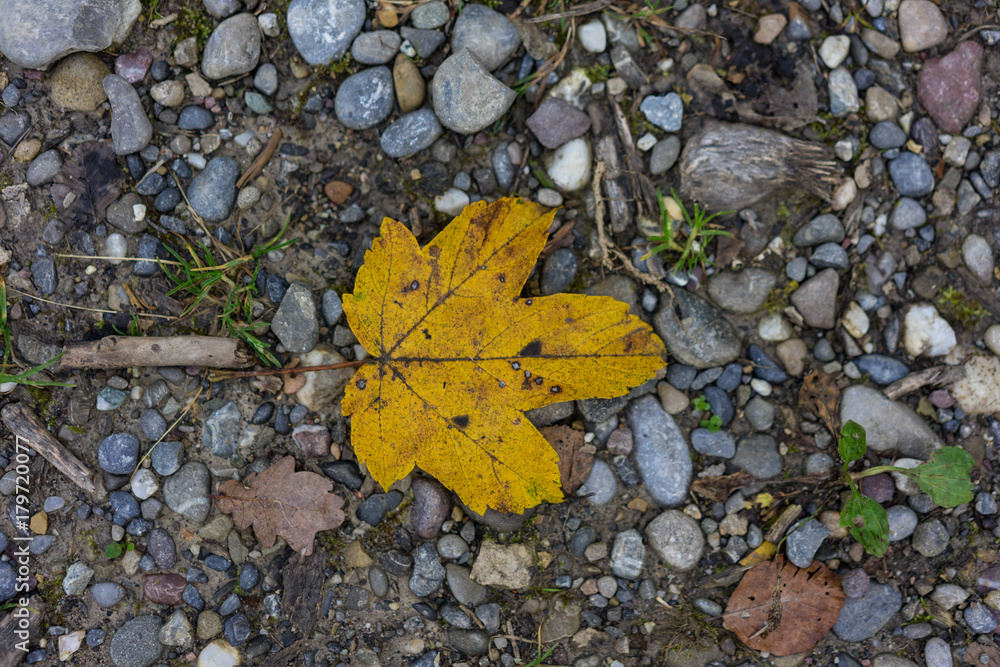 single yellow autumn leaf top view on forest path single yellow autumn leaf top view on forest path