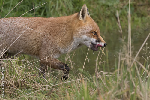 red fox portrait close up and reflection in water © Paul