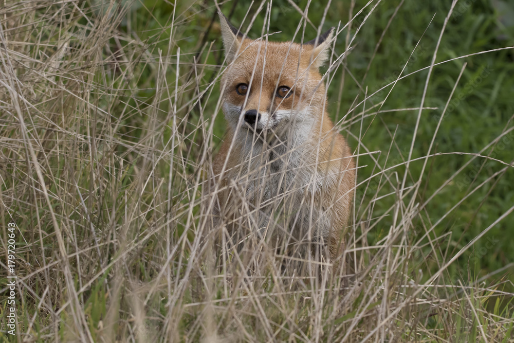 Naklejka premium red fox portrait close up and reflection in water