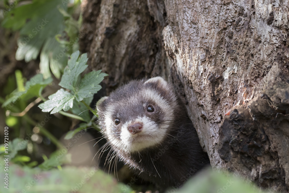 polecat close up portrait near log and grass polecat close up portrait near log and grass