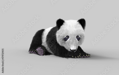 Fototapeta Naklejka Na Ścianę i Meble -  3d illustration panda isolated on white background with clipping path, a cute panda bear.