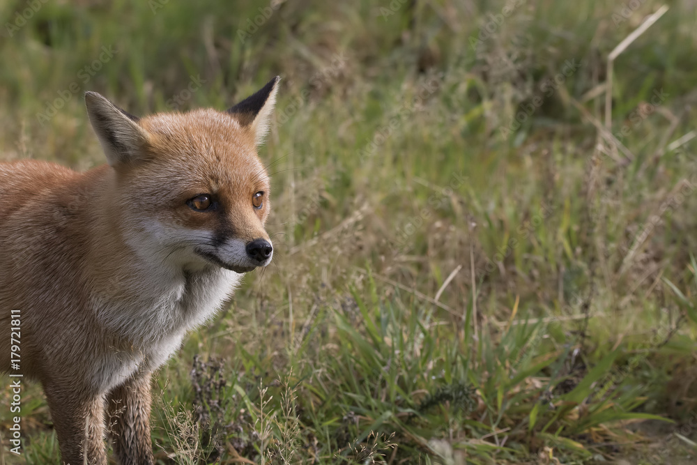 Fototapeta premium red fox portrait up close and reflection in water