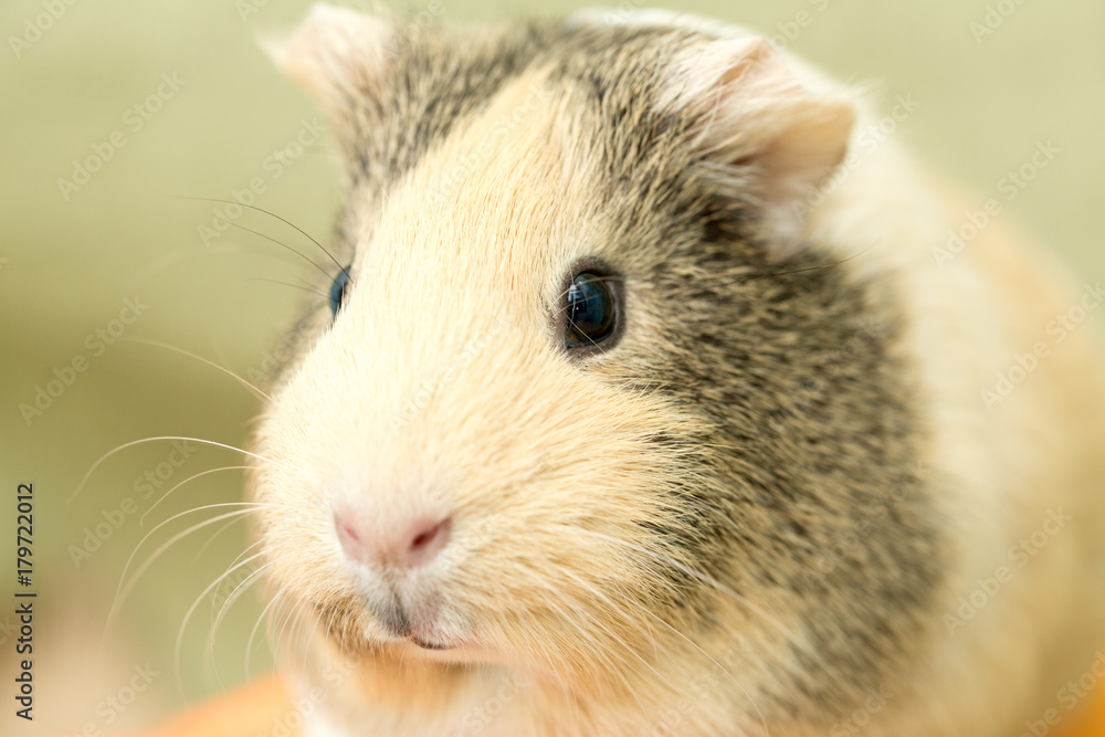 Guinea pig closeup