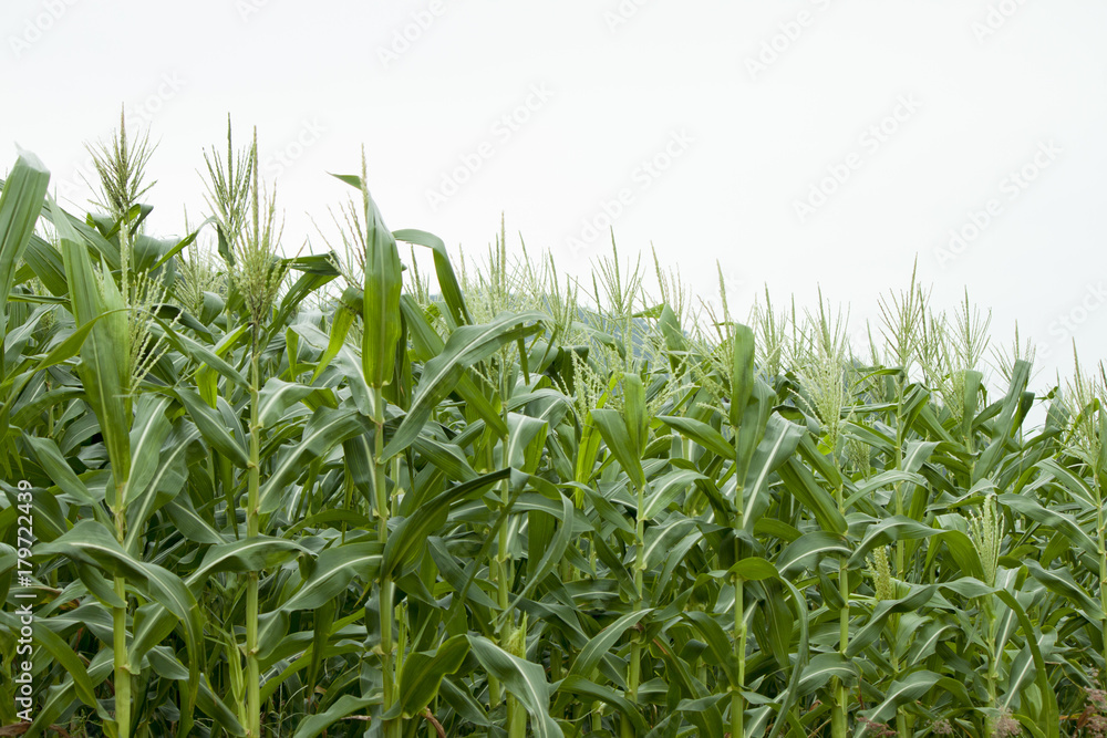 Obraz premium Corn field with mountain backdrop.