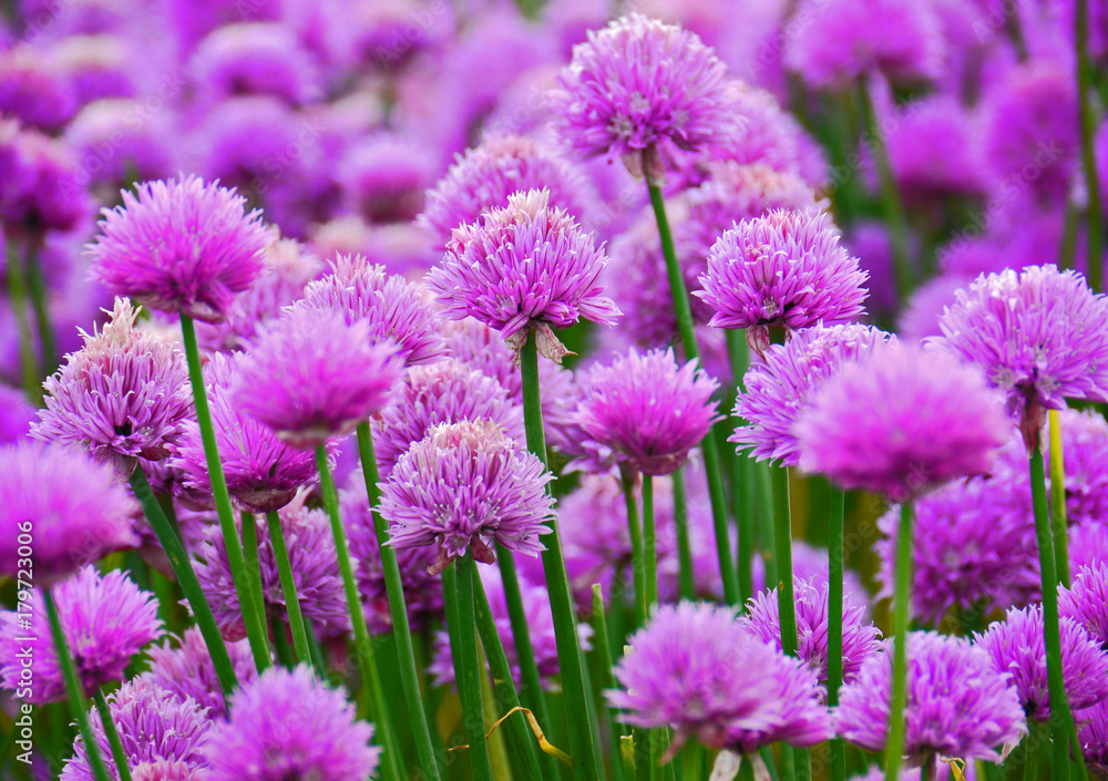 Chives Chives