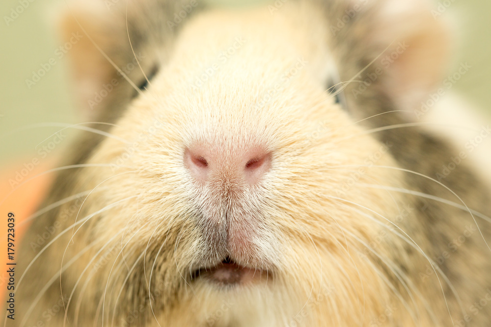 Guinea pig closeup Guinea pig closeup