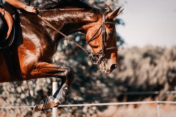 Picture of riding horse jumping over obstacle
