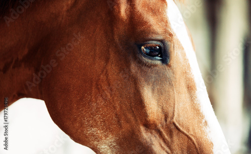 Picture of beautiful horse with head isolated photo