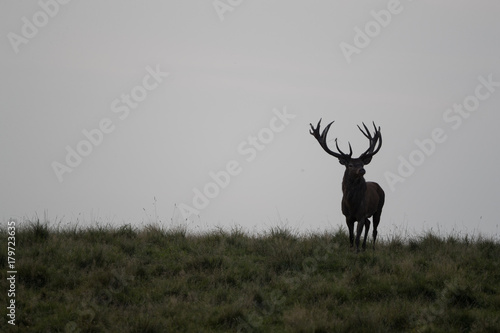 Red deer