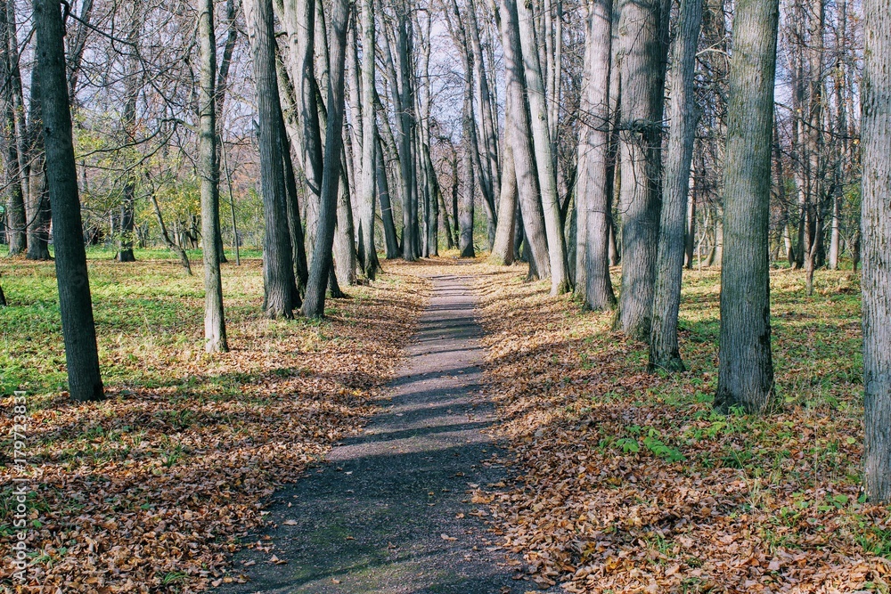Obraz premium Fallen yellow leaves in the park in the estate of Count Leo Tolstoy in Yasnaya Polyana.