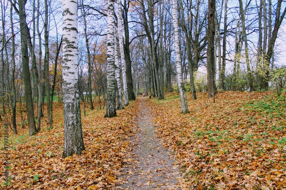 Fallen yellow leaves in the park in the estate of Count Leo Tolstoy in Yasnaya Polyana. Fallen yellow leaves in the park in the estate of Count Leo Tolstoy in Yasnaya Polyana.
