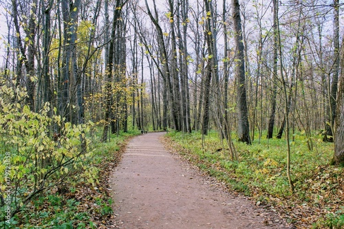 Fallen yellow leaves in the park in the estate of Count Leo Tolstoy in Yasnaya Polyana.