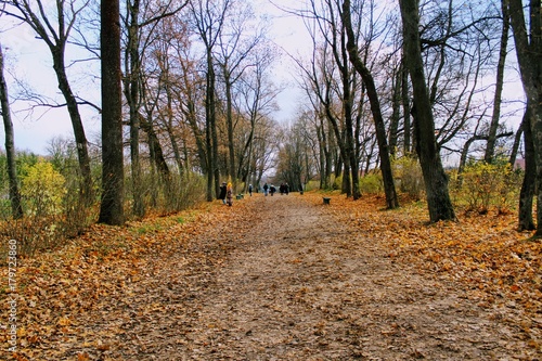 Fallen yellow leaves in the park in the estate of Count Leo Tolstoy in Yasnaya Polyana.