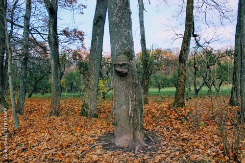 An unusual tree in the park in the estate of Count Leo Tolstoy in Yasnaya Polyana.