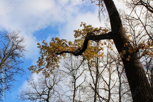 Branch of a tree with yellowed leaves in the park in the estate of Count Leo Tolstoy in Yasnaya Polyana.