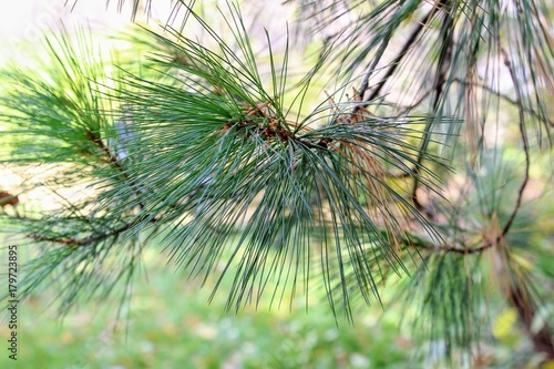 Fluffy pine branch in the park in the estate of Count Leo Tolstoy in Yasnaya Polyana.