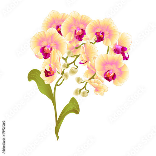 Branches orchid Phalaenopsis yellow flowers tropical plants green stem and buds and leaves  vintage vector botanical illustration for design editable hand draw