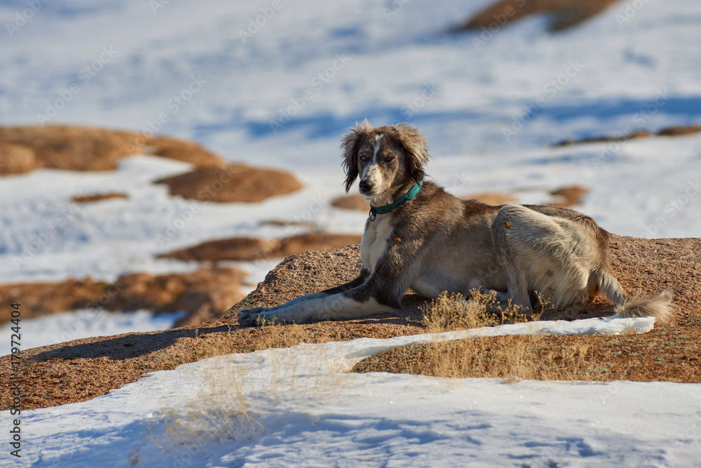 Obraz premium The Tazy, or the Central Asian greyhound, or the Kazakh greyhound, or the Turkmen greyhound, are a breed of hunting dogs. The Tazy is a dog breed from the Central Asian CIS Republics recognized by the