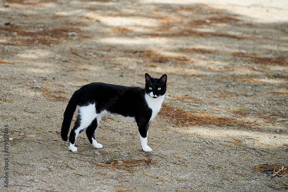 Jeune chat noir et blanc .