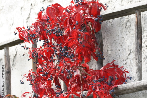 rot, herbstlich, herbst, laub, weinlaub, weinblätter photo