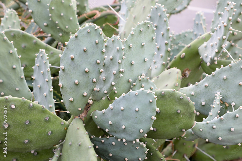 Tropical cactus in Southern France Tropical cactus in Southern France