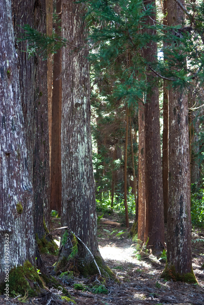 Fototapeta premium Redwood of Hawaii