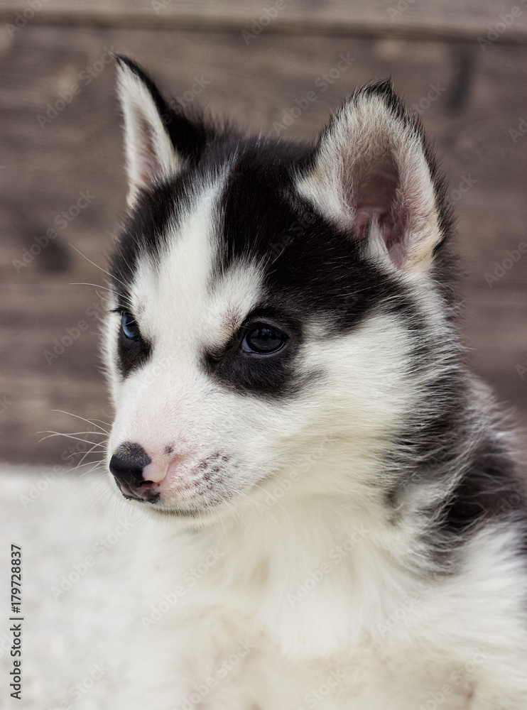 portrait of a husky puppy looking at a wooden background