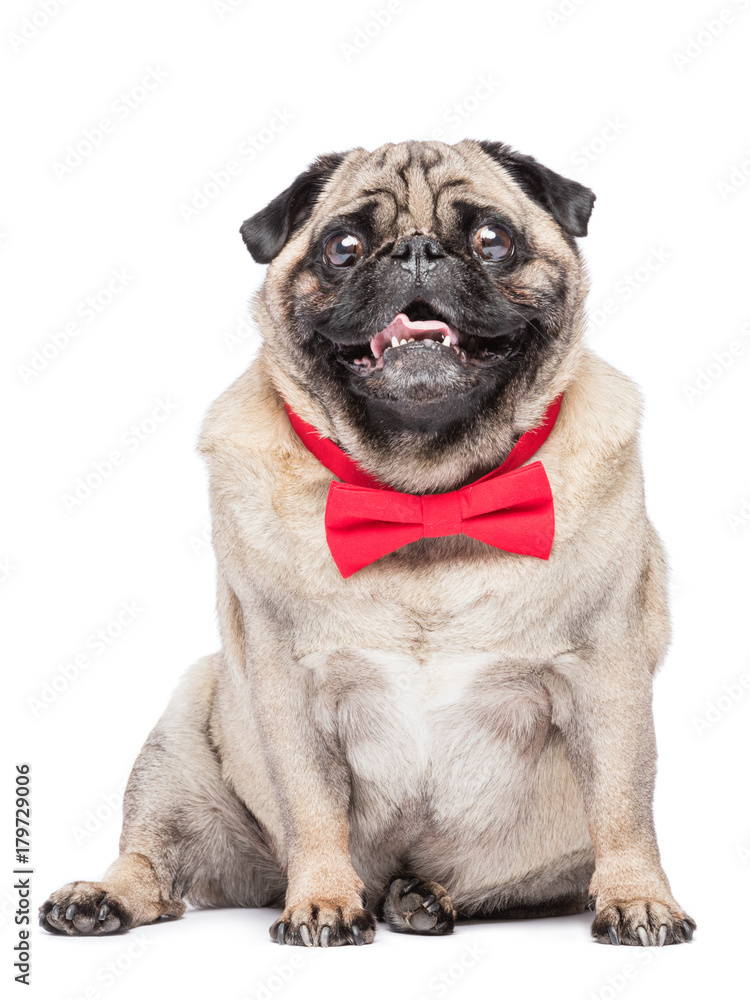 Happy fawn pug dog in red bowtie.
