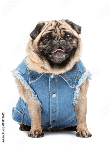 Smiling pug in fashionable vest.