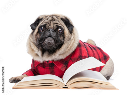 Fluffy pug dog laying by the open book.
